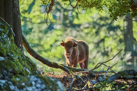 Fototapeta European bison or Wisent (Bison bonasus) on a forest glade, Bavarian Forest National Park  Bavaria, Germany