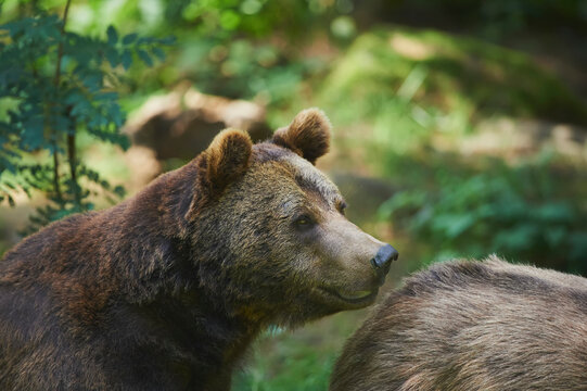 Eurasian brown bear (Ursus arctos arctos) on a forest glade, captive, Bavarian Forest National Park; Bavaria, Germany