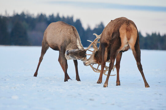 Red deer (Cervus elaphus) stags butting antlers on a snowy meadow, captive; Bavaria, Germany