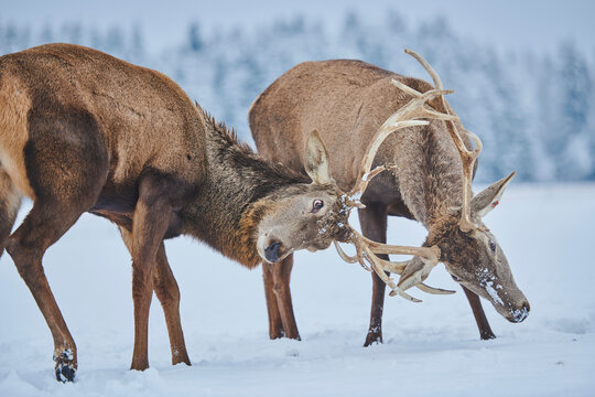 Red deer (Cervus elaphus) stags butting antlers on a snowy meadow, captive; Bavaria, Germany