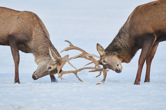 Red deer (Cervus elaphus) stags butting antlers on a snowy meadow, captive; Bavaria, Germany