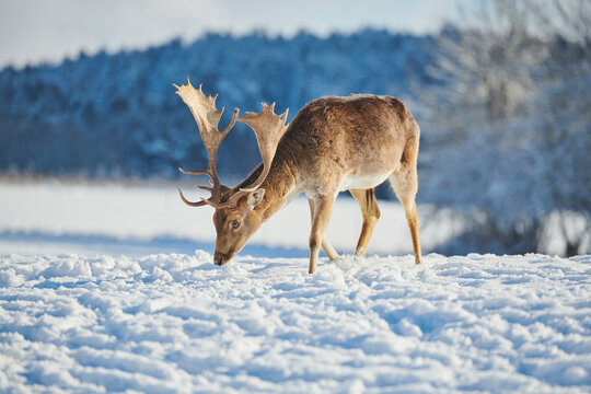 Fallow deer buck (Dama dama) on a snowy meadow; Bavaria, Germany - Powered by Adobe