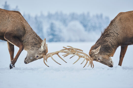 Red deer (Cervus elaphus) stags butting antlers on a snowy meadow, captive; Bavaria, Germany
