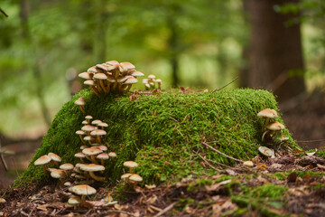 Sulphur tuft or clustered woodlover (Hypholoma fasciculare) mushrooms; Bavaria, Germany