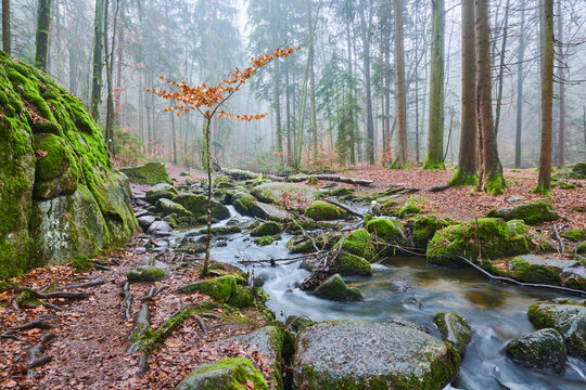 A stream flowing through the forest at Hollental Nature Reserve;  Bavaria, Germany