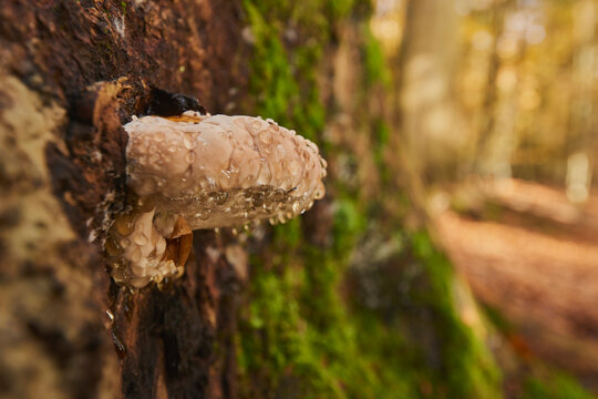 Red-belted conk (Fomitopsis pinicola) mushroom on a tree trunk; Bavaria, Germany