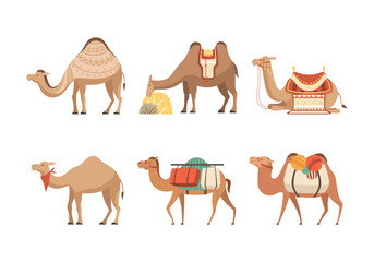 Set of camels. Wild and domesticated desert animals with saddles cartoon vector illustration