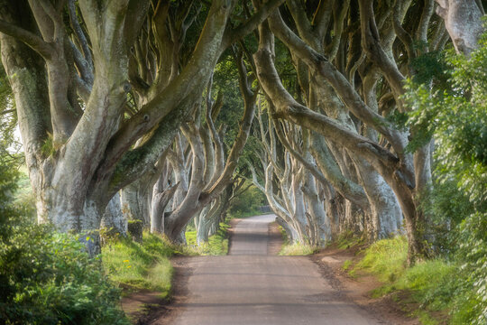 A road leads through the dark hedges, a row of beech trees in Northern Ireland, U.K.
