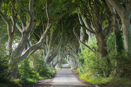 A road leads through the dark hedges, a row of beech trees in Northern Ireland, U.K.