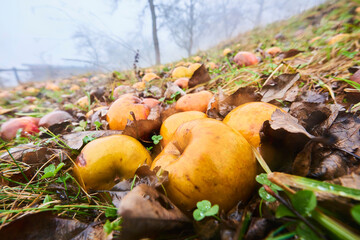 Apples (prunus domestica) decomposing on a wet meadow, Kleine Fatra, Carpathian Mountains; Horna Suca, Slovakia
