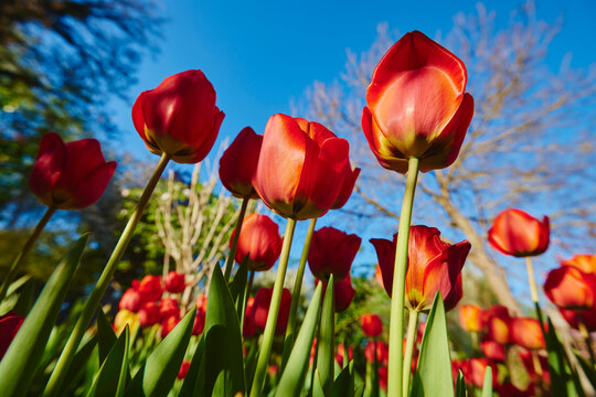 Red tulips (tulipa) in bloom in spring; Upper Palatinate, Bavaria, Germany