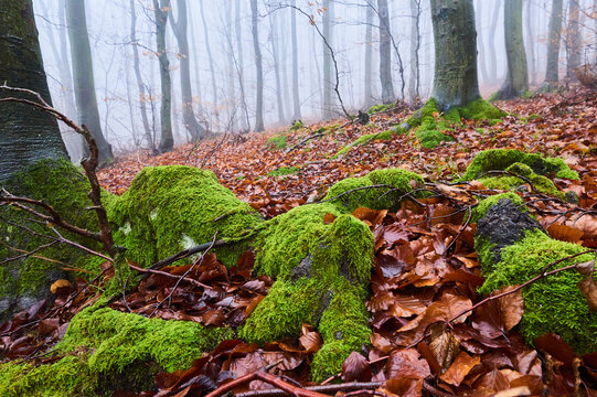 Foggy European beech (Fagus sylvatica) forest with mossy tree roots, Kleine Fatra, Carpathian Mountains; Horna Suca, Slovakia