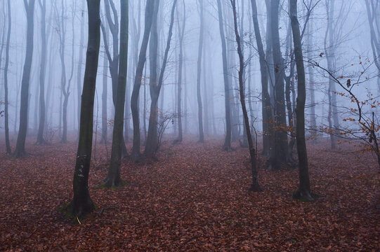 Foggy European beech (Fagus sylvatica) forest, Kleine Fatra, Carpathian Mountains; Horna Suca, Slovakia