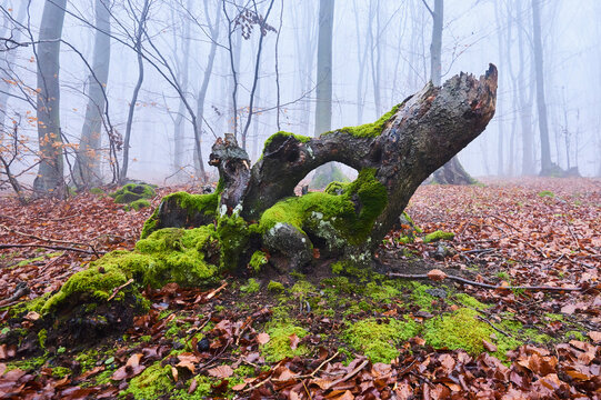 Close-up of a mossy tree stump in a foggy European beech (Fagus sylvatica) forest, Kleine Fatra, Carpathian Mountains; Horna Suca, Slovakia
