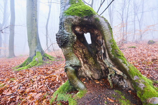 Close-up of mossy tree trunk in a foggy European beech (Fagus sylvatica) forest, Kleine Fatra, Carpathian Mountains; Horna Suca, Slovakia