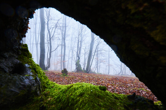 View through a mossy tree root into a foggy European beech (Fagus sylvatica) forest, Kleine Fatra, Carpathian Mountains; Horna Suca, Slovakia