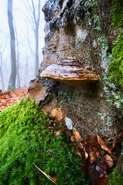 False tinder fungus or hoof fungus (Fomes fomentarius) on an old European beech (Fagus sylvatica) tree trunk, Kleine Fatra, Carpathian Mountains; Horna Suca, Slovakia