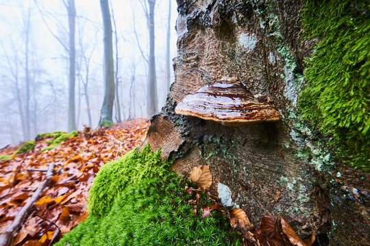 False tinder fungus or hoof fungus (Fomes fomentarius) on an old European beech (Fagus sylvatica) tree trunk, Kleine Fatra, Carpathian Mountains; Horna Suca, Slovakia