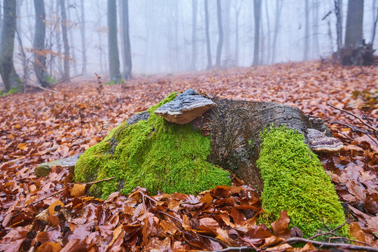 False tinder fungus or hoof fungus (Fomes fomentarius) on an old European beech (Fagus sylvatica) tree trunk, Kleine Fatra, Carpathian Mountains; Horna Suca, Slovakia