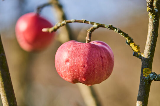 Red apple (prunus domestica) hanging on a tree, Kleine Fatra, Carpathian Mountains; Horna Suca, Slovakia