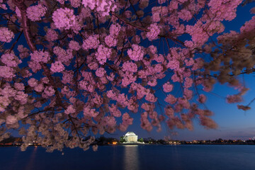The Thomas Jefferson Memorial is framed by cherry blossoms at sunset.