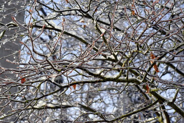 Mit Eis &uuml;berzogener Baum
