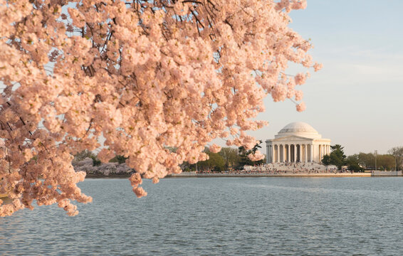 The Thomas Jefferson Memorial is framed by cherry blossoms at sunset.