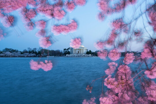 The Thomas Jefferson Memorial is framed by cherry blossoms at sunset.