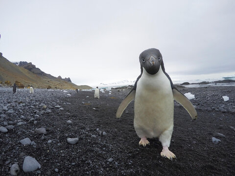 Close up portrait of an Adelie penguin at Brown Bluff, Antarctica.