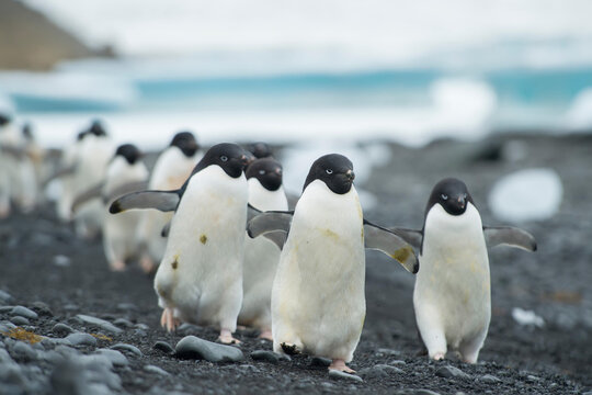 Groups of Adelie penguins walk along the shoreline at Brown Bluff, Antarctica.