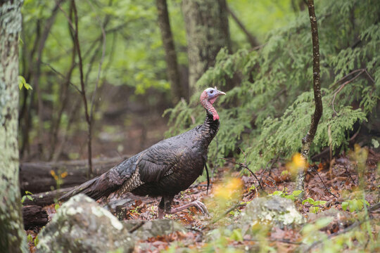 A wild turkey walks in the forest of Shenandoah National Park, Virginia.