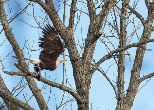 An American bald eagle takes flight from a tree along Goose Creek, Loudoun County, Virginia.
