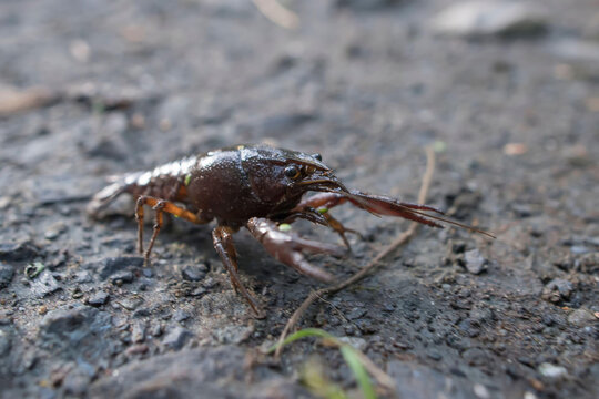 A freshwater crustacean known as a crayfish, walks along the ground.