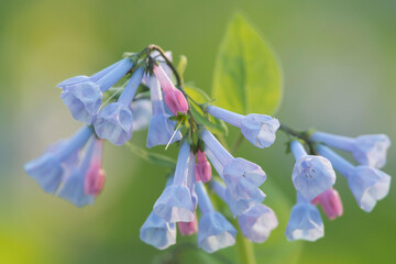 Virginia bluebells bloom on the forest floor of Banshee Reeks Nature Preserve.