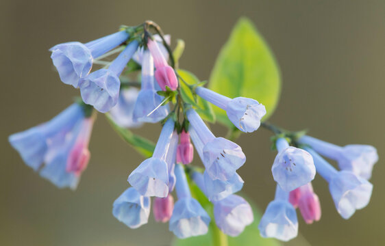 Virginia bluebells bloom on the forest floor of Banshee Reeks Nature Preserve.