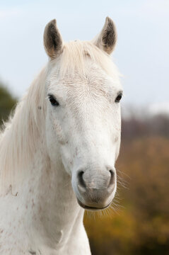 White horse in autumn.