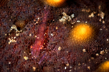Closeup of a colorful red shrimp (Caridea) on a sea star (Asteroidea), Maui; Hawaii, United States of America