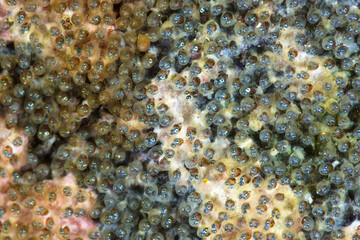 Blackspot Sergeantfish (Abudefduf sordidus) Egg Nest with hundreds of 1mm size eggs, Maui; Hawaii, United States of America