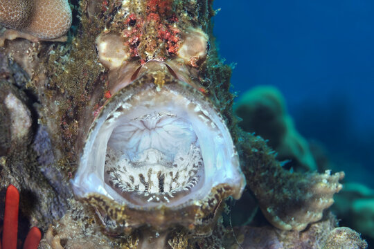 A Commerson's Frogfish (Antennarius commerson) "yawns" with mouth wide open, Maui; Hawaii, United States of America