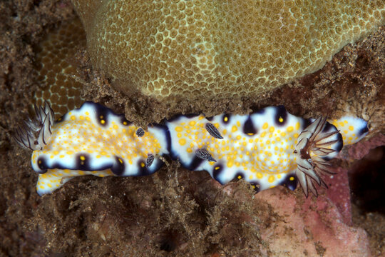 Two Risbecia imperialis, Imperial Nudibranch (Hypselodoris imperialis), Maui; Hawaii, United States of America