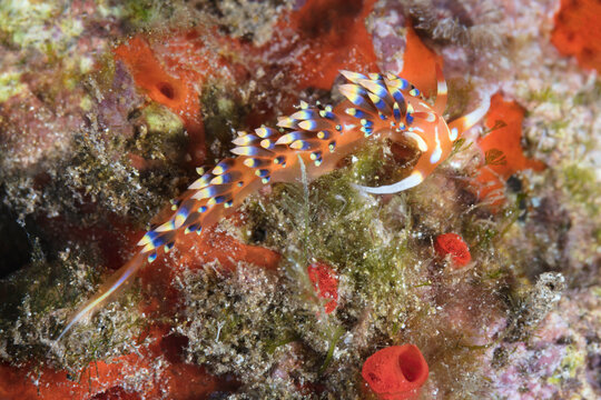 Indian Nudibranch (Coloria indica), Maui; Hawaii, United States of America