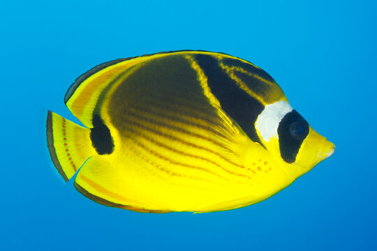 Close-up portrait of a racoon butterflyfish (Chaetodon lunula) swimming in bright blue water, Maui; Hawaii, United States of America