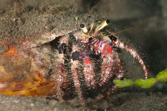 Close-up of a Bloody Hermit Crab (Dardanus sanguinocarpusis) hanging out of its shell, Maui; Hawaii, United States of America