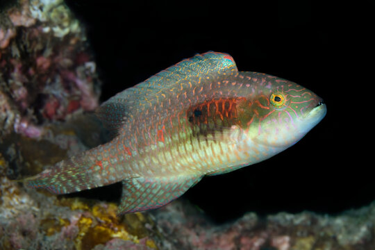 Young, Stareye Parrotfish (Calotomus carolinu) still in transition, Maui; Hawaii, United States of America