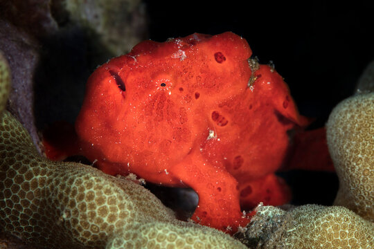 A bright, red frogfish (Antennarius nummifer) sits on coral reef with black background, Maui; Hawaii, United States of America