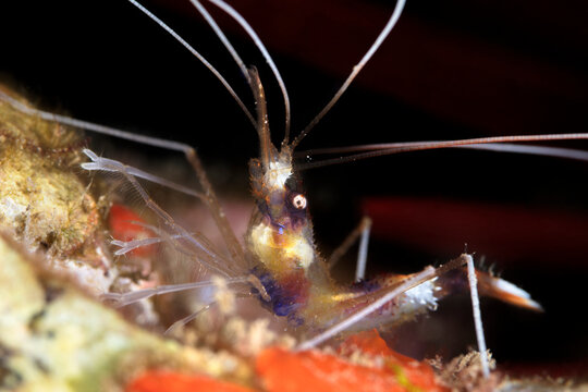 Close-up of Banded Coral Shrimp (Stenopus hispidus) with black background, Maui; Hawaii, United States of America