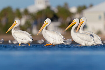 A group of American white pelicans (Pelecanus erythrorhynchos) resting on mudflats in the morning in Texas.