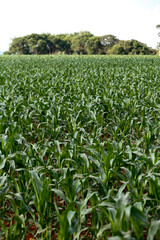 Fototapeta na wymiar View of growing maize plantation. Brazil