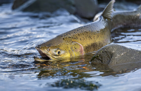 Close-up of a pink salmon (Oncorhynchus gorbuscha) stranded in very little water, determined to get to the spawning ground in the receding tide; Whittier, Alaska, United States of America