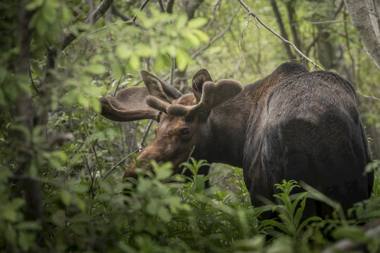 Bull moose (Alces alces) standing in the forest at the beginning stages of growing antler rack, looking over shoulder back at camera; Joint Base Elmendorf-Richardson, Alaska, United States of America
